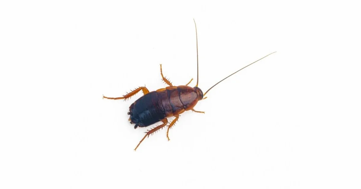ANTHOUSE.ES - Cucaracha Red Runner Sherfordella Lateralis - Alimento Vivo Nutritivo y Resistente - Bajo en Grasa, Rico en Proteína - Talla S (90 uds)