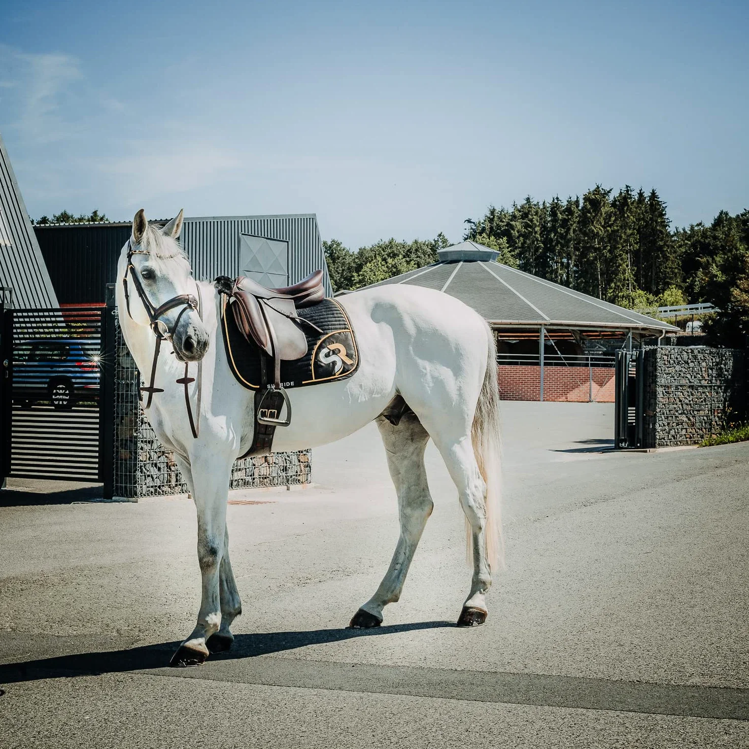 SUNRIDE Cincha Corta Monaco para Caballos de Cuero auténtico Suave con Anilla en D para riendas auxiliares (70 cm, marrón)