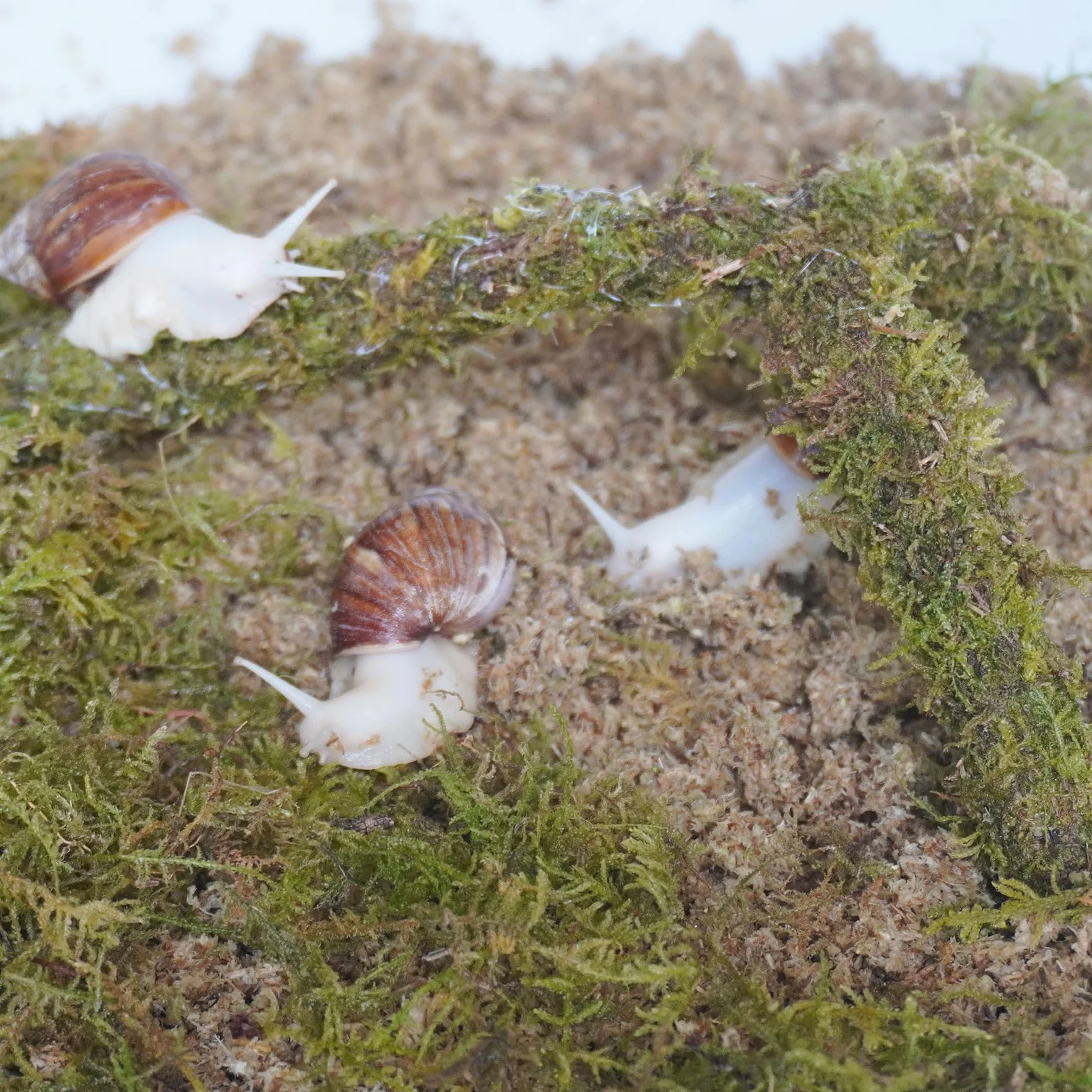 Kit de accesorios para terrario de caracol, 3 piezas, incluye sustrato de retención de humedad de capa, sustrato de retención de humedad de capa superior, juguete de escalada