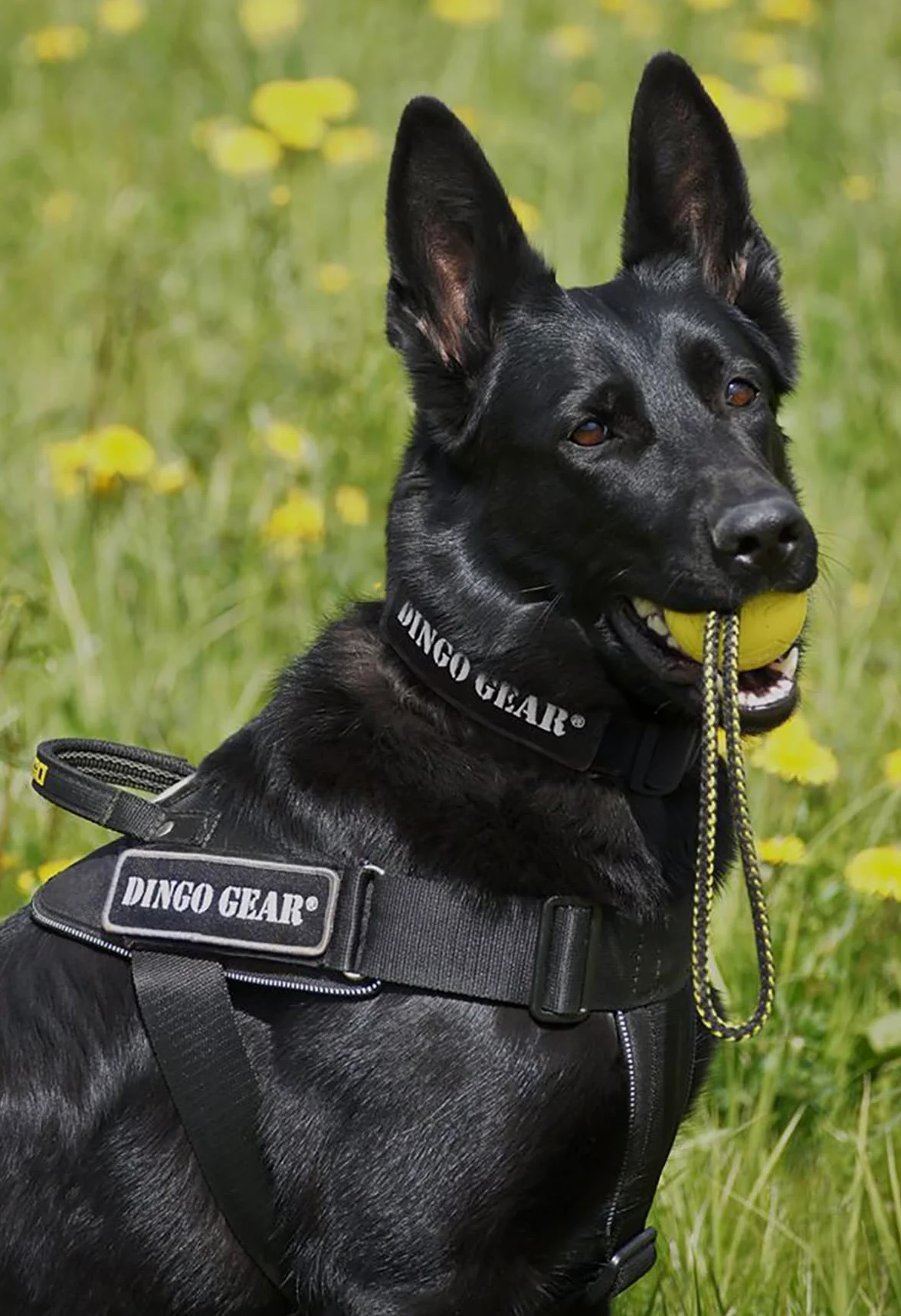 Dingo Gear Collar Cobra con Hebilla Profesional y Velcro, Defensa, Cuello 45–63 cm, Naranja (S03938)