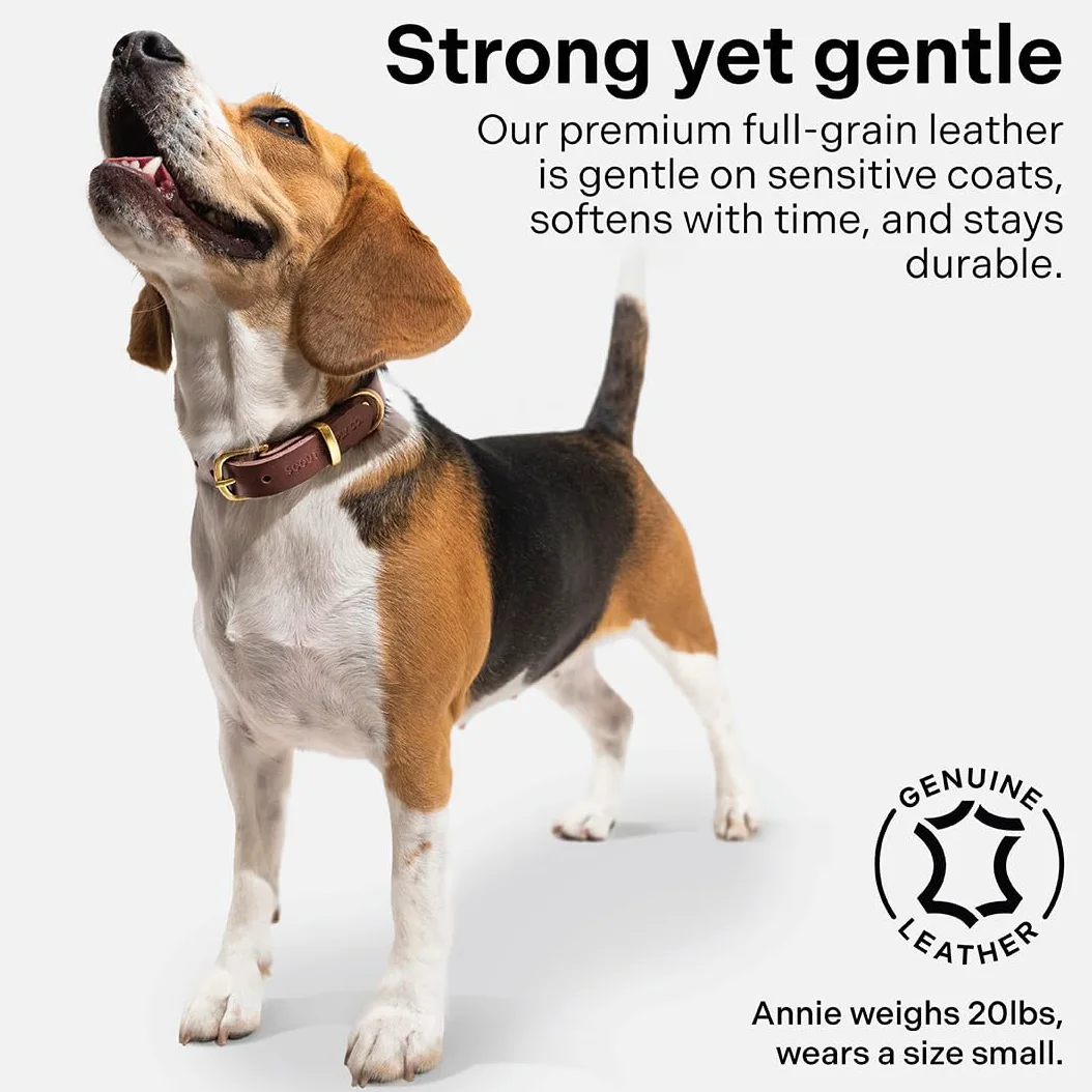 Scout Supply - Collar clásico de cuero para perro, cuero grueso de grano completo, herrajes de latón impermeable y resistente al óxido (marrón oscuro, pequeño)