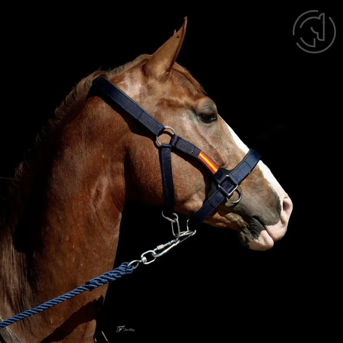 Los Nietos Cabezada cuadra nylon Dressage Talla COB Khaki