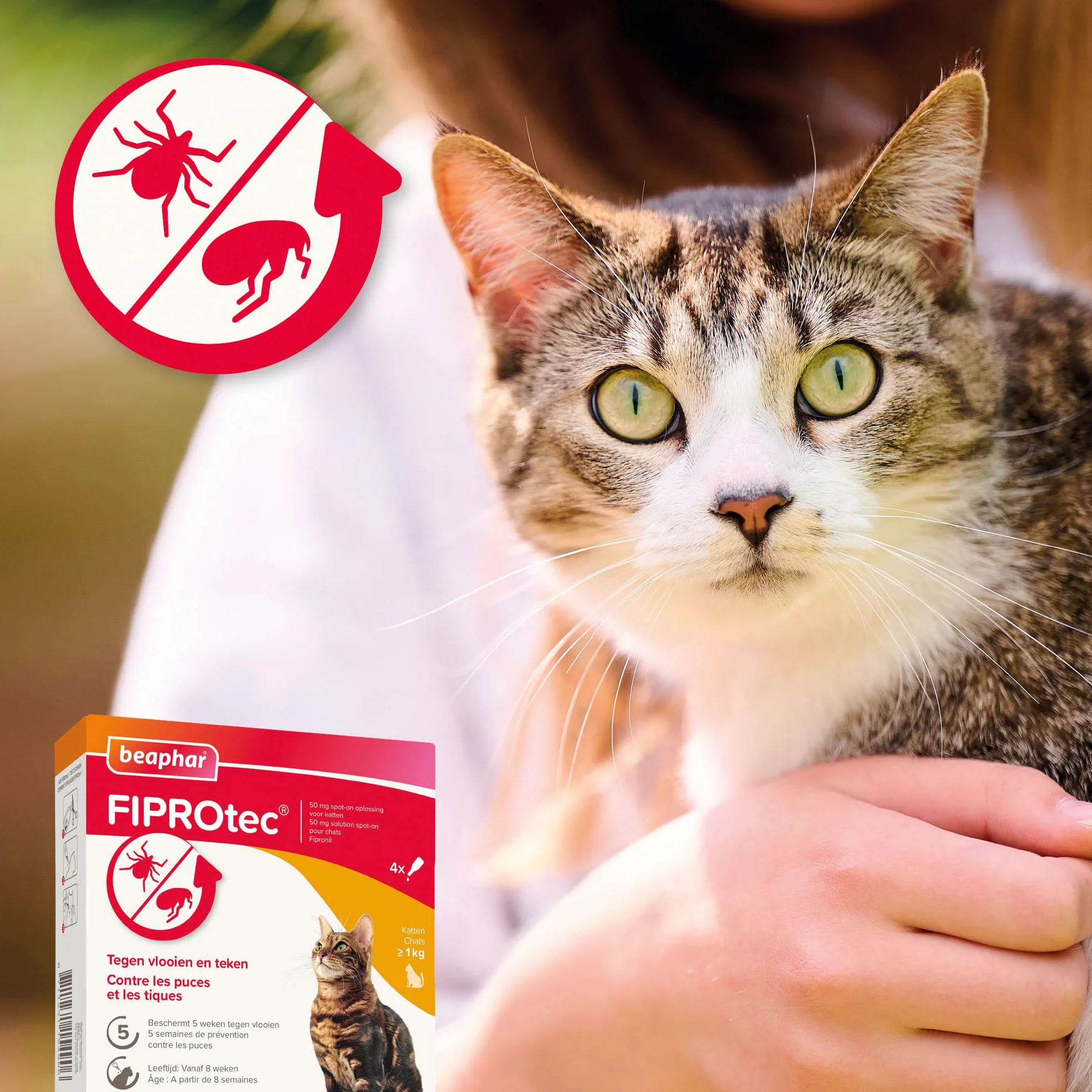 BEAPHAR FIPROTEC 50 MG Solution Spot-on pour Chats À Base de Fipronil Tue Les Puces et Les Tiques à l'application Traitement Antiparasitaire pour Chat dès 8 Semaines 4 Pipettes de 0,50 ML