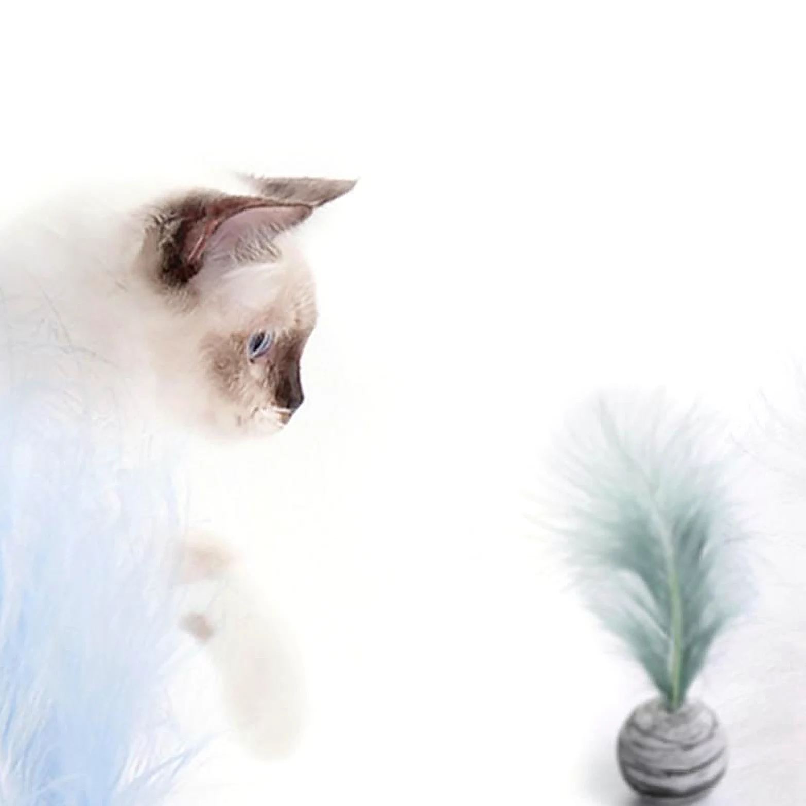 Juguetes for Gatos con Forma de Estrella y Plumas de Espuma, Juguetes interactivos de Peluche, 6 Unidades, Color Azul,Juguetes para Gatos