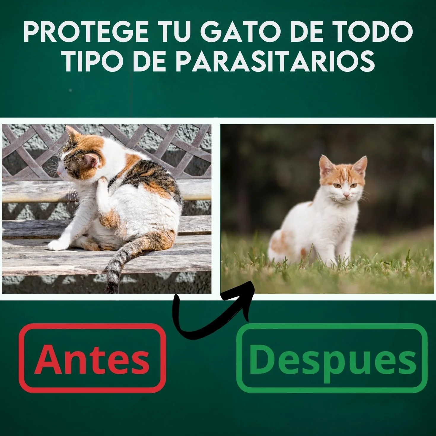 DISANE Collar Antiparasitario para Gatos 100% Natural | 3 Meses de Protección Contra Insectos y Parásitos: Repelente de Pulgas, Garrapatas y Mosquitos | Collar Antipulgas Gato Adulto y Cachorro
