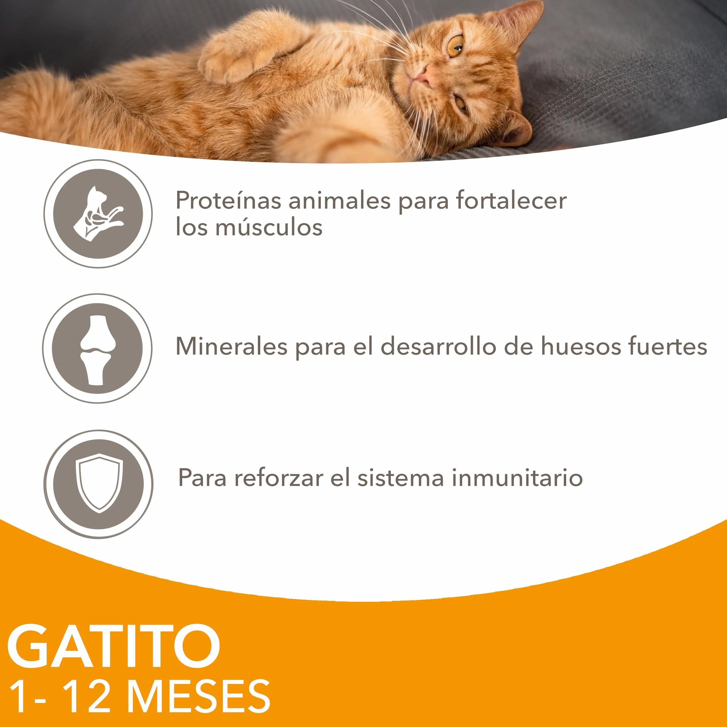 IAMS Advanced Nutrition Alimento húmedo en Salsa, para Gatitos con Pollo, 12 x 85g
