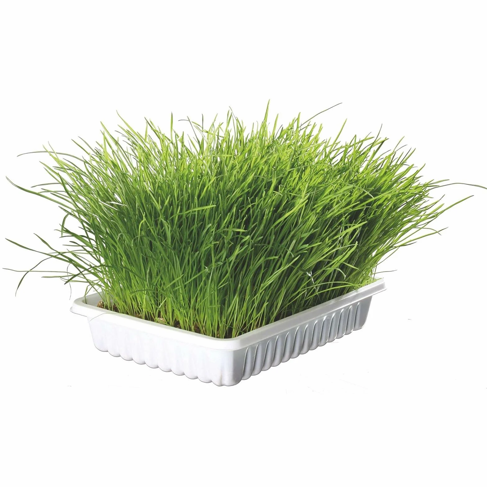 Hierba Gatos con Bandeja, 100 g