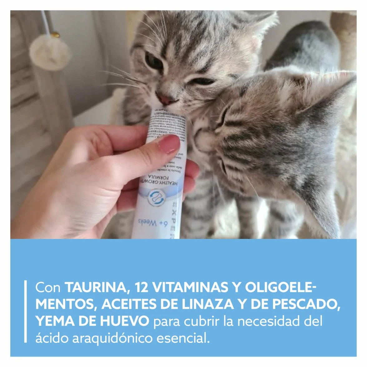 GimCat EXPERT LINE Kitten Pasta para el Crecimiento de Gatitos desde 6 Semanas, Sin Azúcar, 50 g