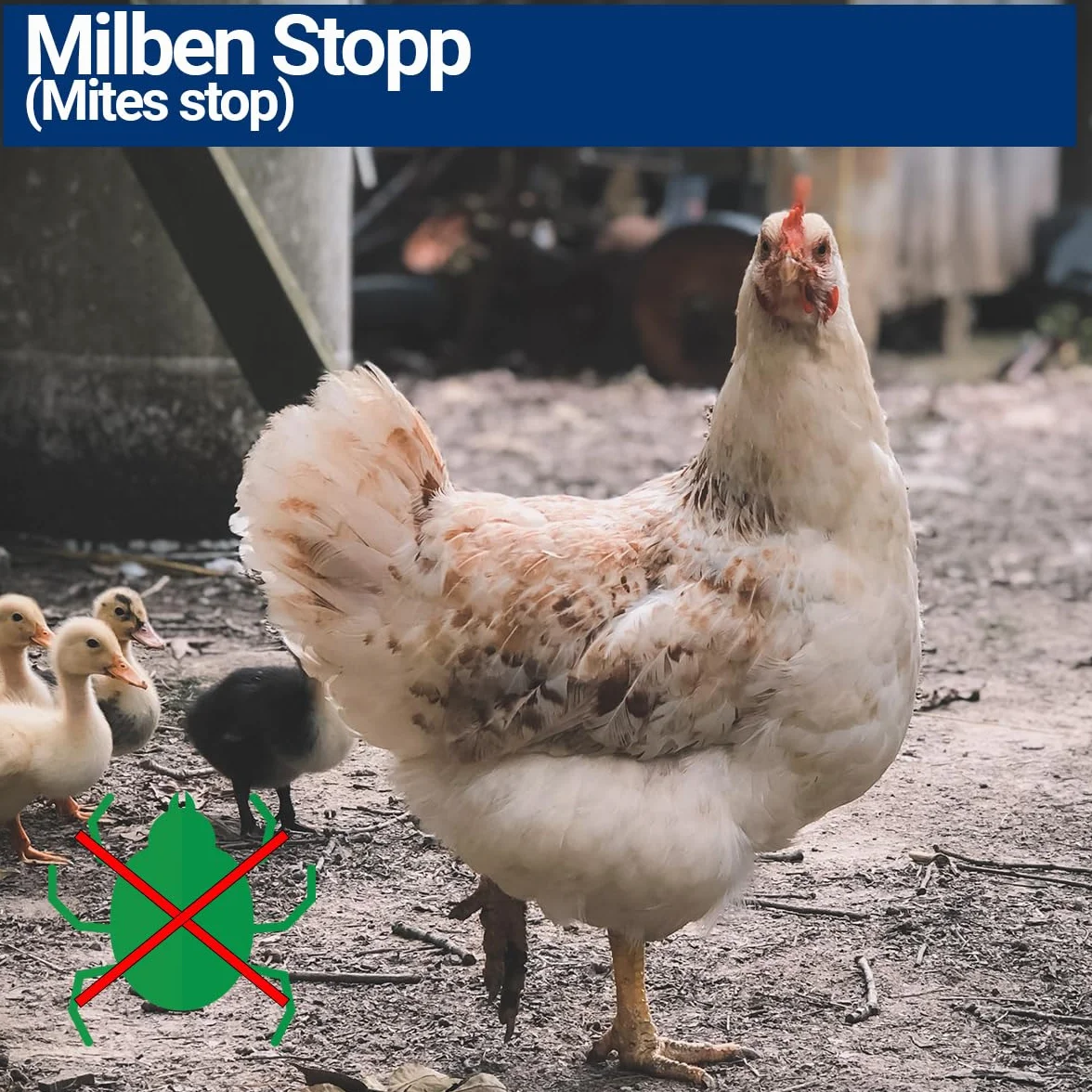 500ml Spray antiácaros para pollos, aves de corral y pájaros - Inmediato y a largo plazo contra ácaros y parásitos, agudo y prevención