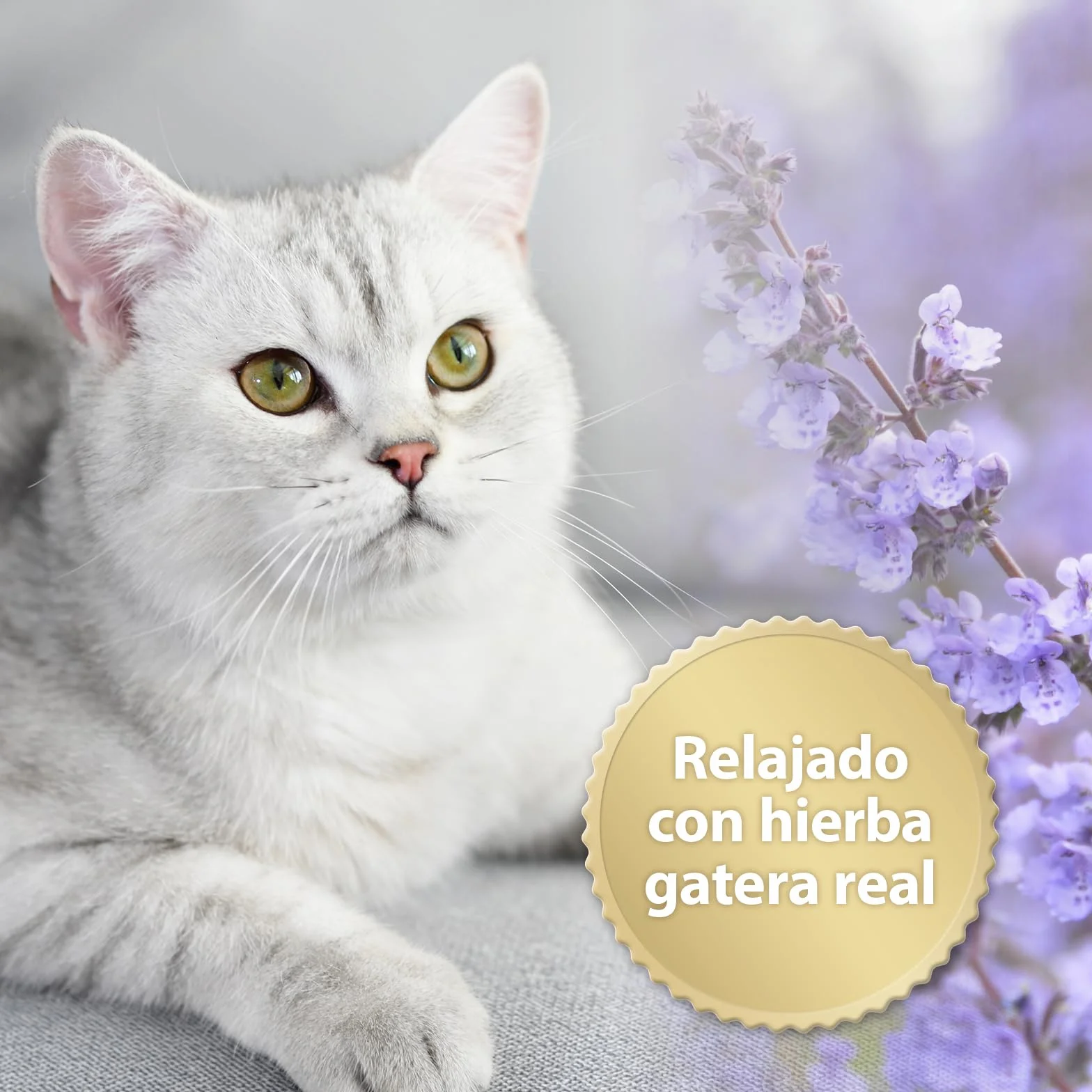 Felisept Home Comfort Spray antiarañazos gatos 100ml - Con Hierba Gatera Natural sin Feromonas para gatos - Reduce El Comportamiento Indeseable, El Estrés Y La Inquietud En Casa Y En Movimiento