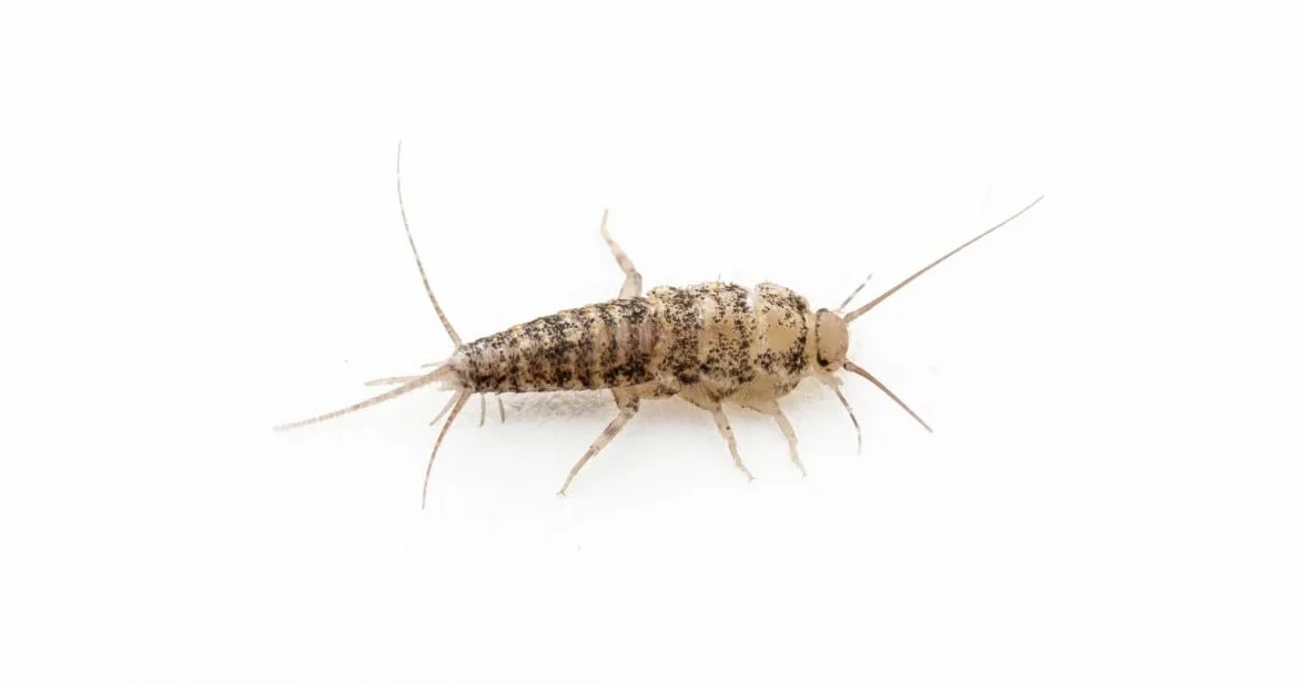 Anthouse – Pececillo de la Plata (Thermobia domestica) 50-60 uds – Alimento Vivo Nutritivo para Hormigas y Reptiles – Insectos Ricos en Proteínas Fácil Cría y Mantenimiento