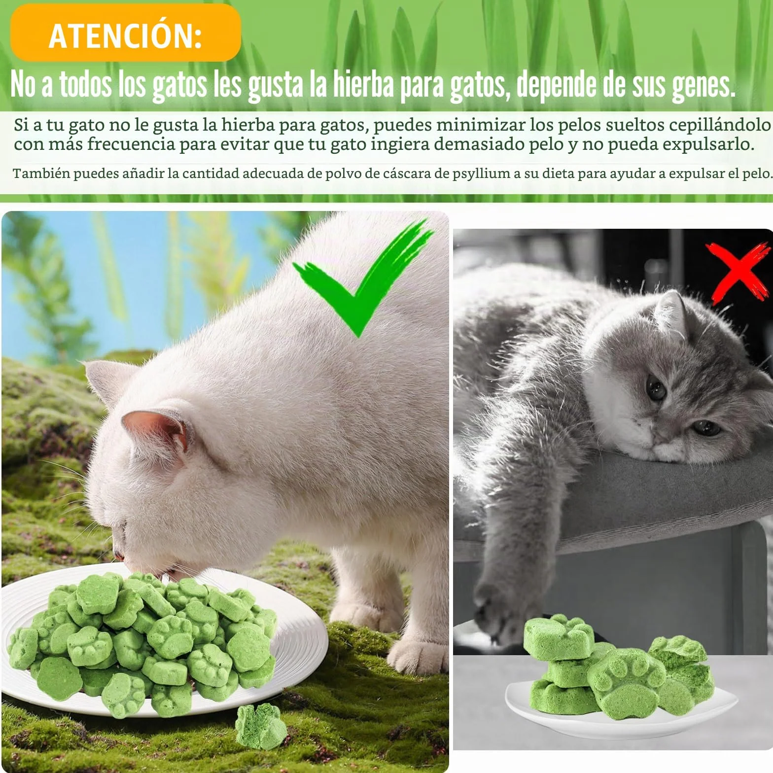 Golosina de Hierba Gatera para Gatos, 50g Snack Liofilizado con Hierba Gatera para Limpiar los Dientes