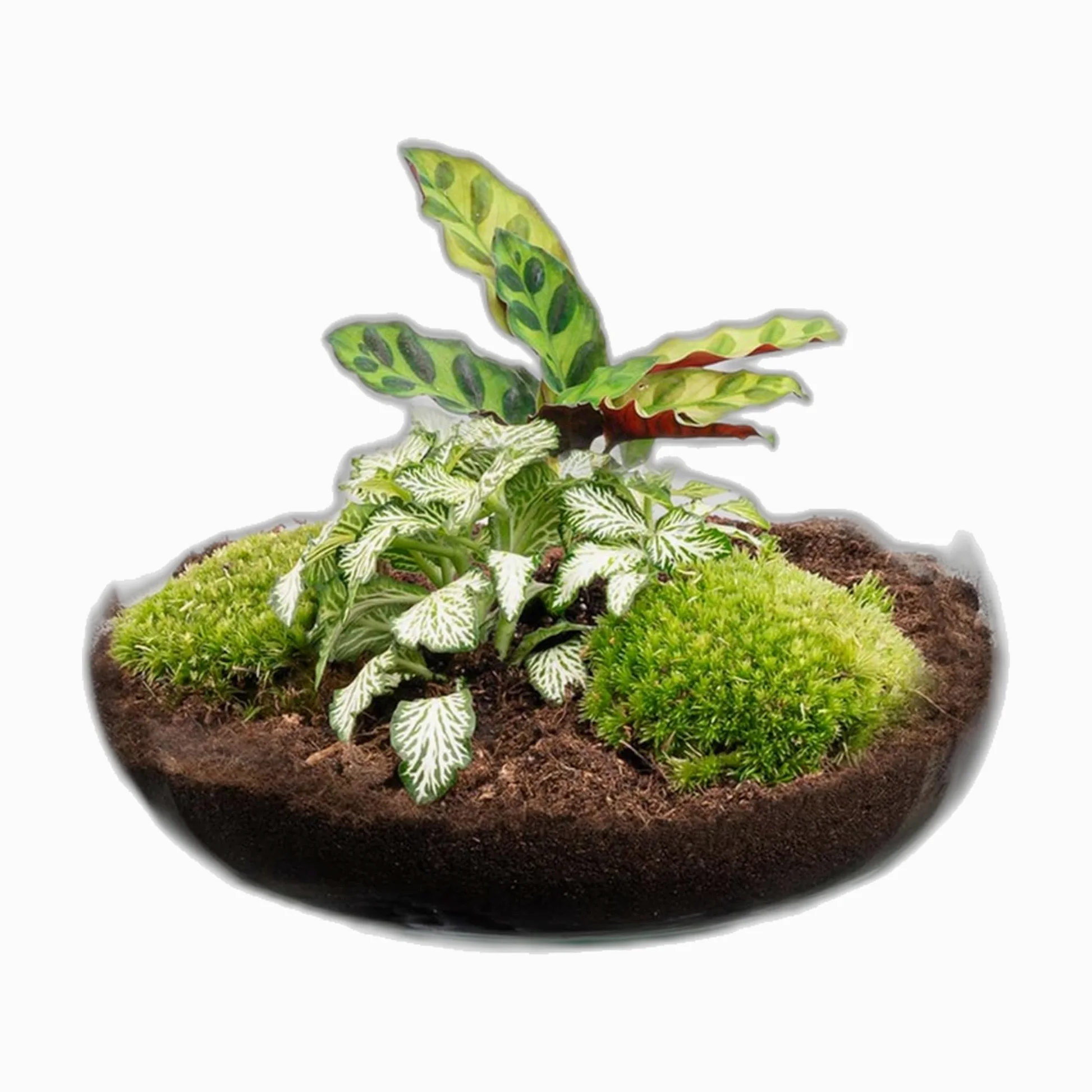 Terrario DIY de Cristal con Corcho, Decoración de Interior, Verde, 27 cm