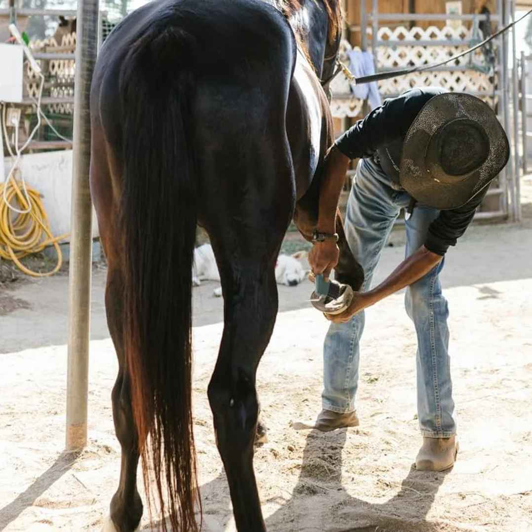 2Pcs Cuidado de los Cascos del caballo 2 Raspadores de Pezuñas con Cepillo 2 en 1, Accesorios para el Cuidado de Caballos, Adecuados para Limpiar Pezuñas y Cuidar Pezuñas Suministros De Limpieza