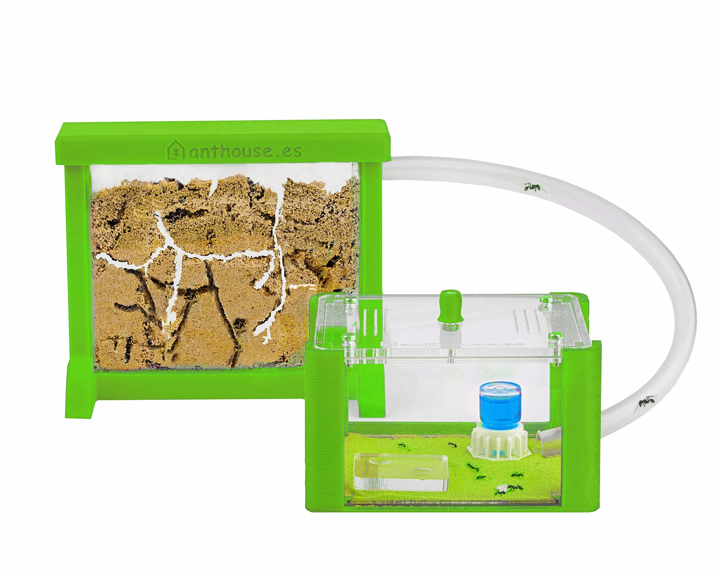 Anthouse - Hormiguero Natural de Arena Básico- Terrario 3D de Hormigas con Colonia Incluida - Kit Hormiguero Acrílico Tipo Sándwich (12x10x1 cm), Caja de Forrajeo con Tapadera (18x10x5 cm) - Verde